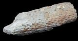 Fossil Lycopod Tree Root (Stigmaria) - Oklahoma #53338-1